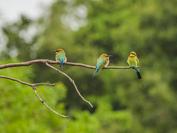 Rainbow Bee-eaters on a Branch