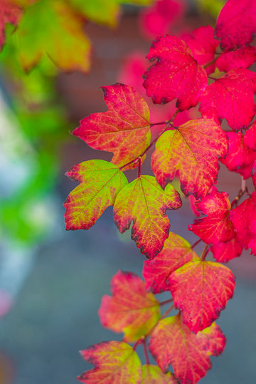 JAPAN AUTUMN LEAVES
