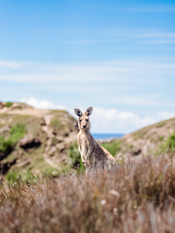 Kangaroo, Look at Me Now Headland