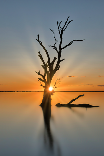 Lake Bonney Shadow Tree -  Barmera South Australia