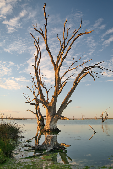 Lake Bonney Tree - Barmera South Australia