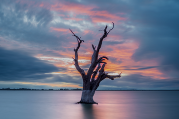 Lake Bonney Tree Sunset - Barmera South Australia