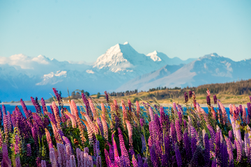 Lake Pukaki