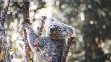 Lone Pine Koala