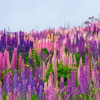 Lupins