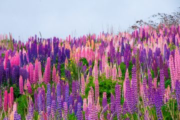 Lupins