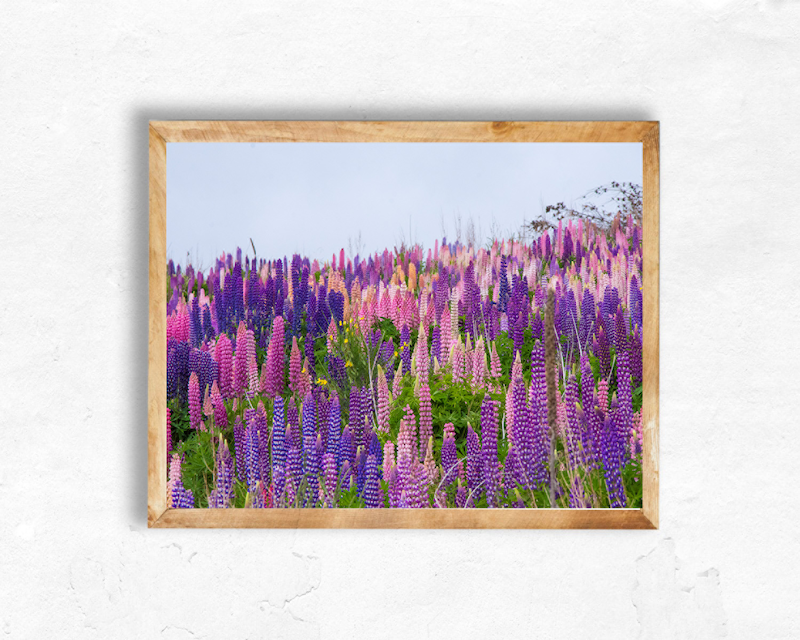 Lupins