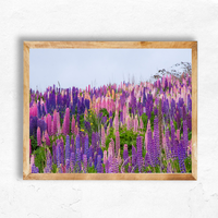 Lupins