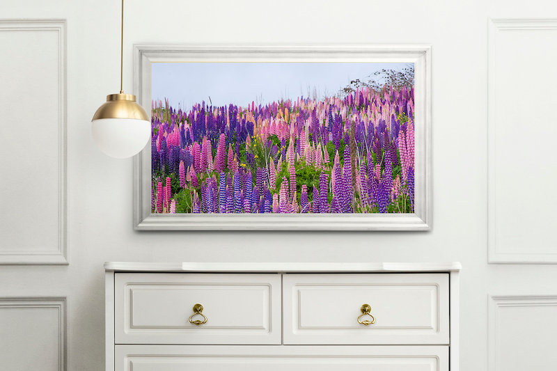 Lupins
