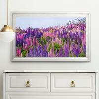 Lupins