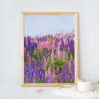 Lupins