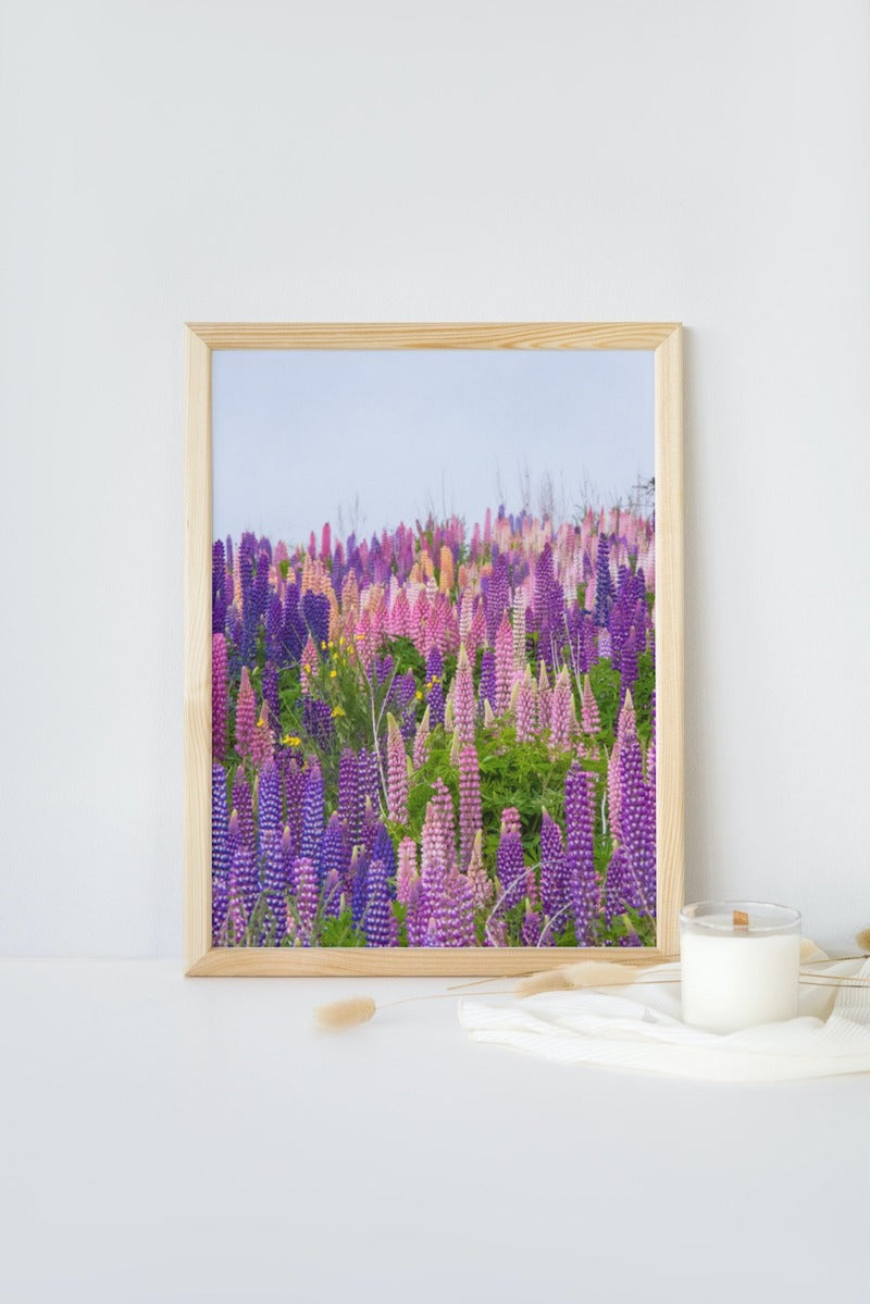 Lupins