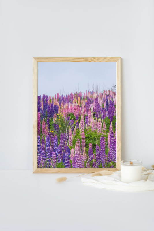 Lupins