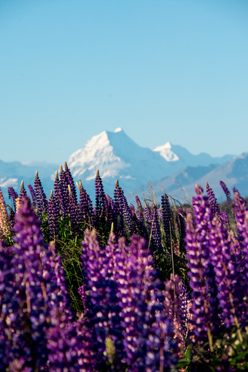 Mount Cook Lupins