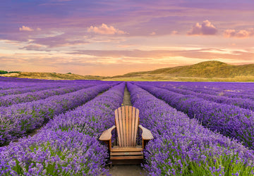 NEW ZEALAND LAVENDER