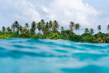Ocean palms