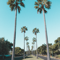 Palm Tree Estate
