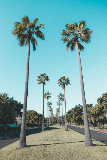 Palm Tree Estate
