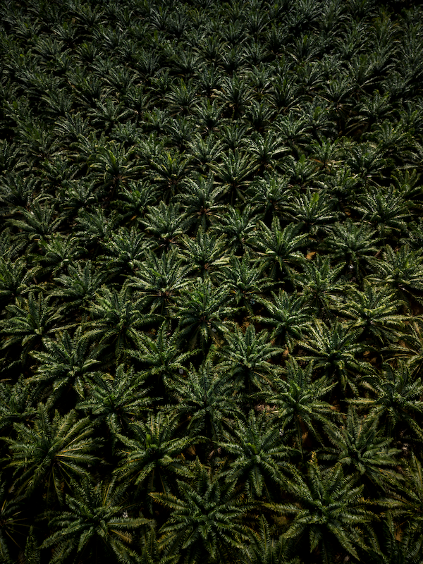 Palm Tree Fields 2