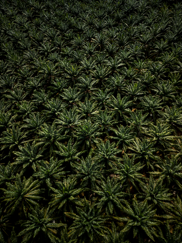 Palm Tree Fields 2