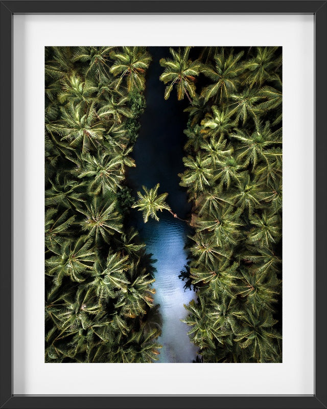 Palm Tree Haven - 2