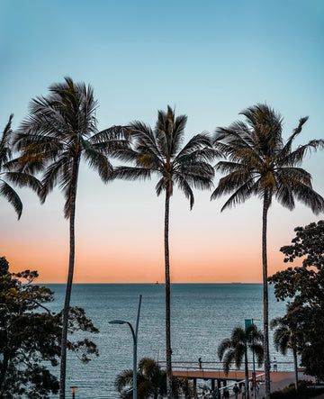 Palm Trees
