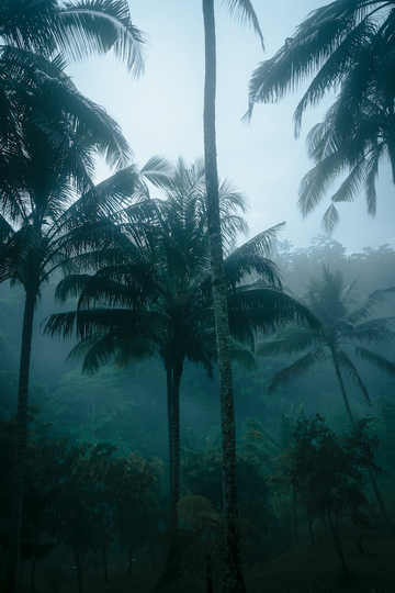 Palm Trees in the Mist 1