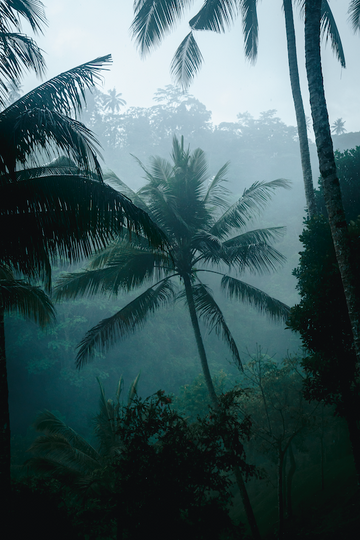 Palm Trees in the Mist 2