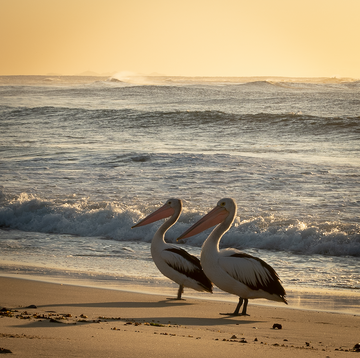 Pelicans enjoying the sunrise at Nobby's Beach