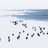 Penguins in a storm, Antarctica - 1