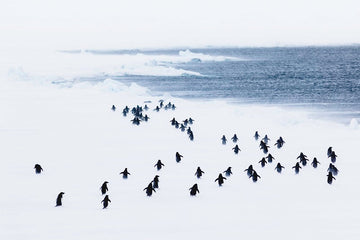 Penguins in a storm, Antarctica - 1