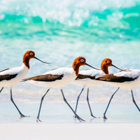 Red Necked Avocets, Western Australia - 1