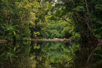 Shannonvale Creek - Far North Queensland
