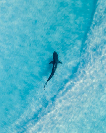 Shark Bay