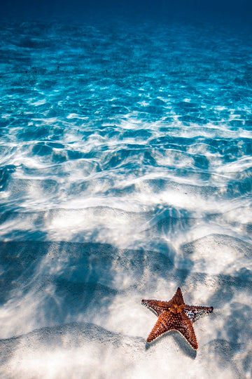 Starfish