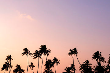 Sunset Palms 2