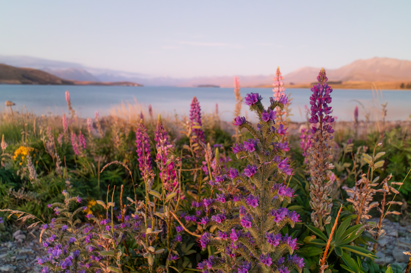 Sunset Purple