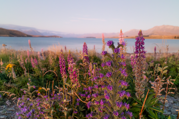 Sunset Purple