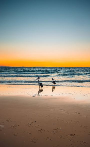 Tangalooma Pelican Sunset