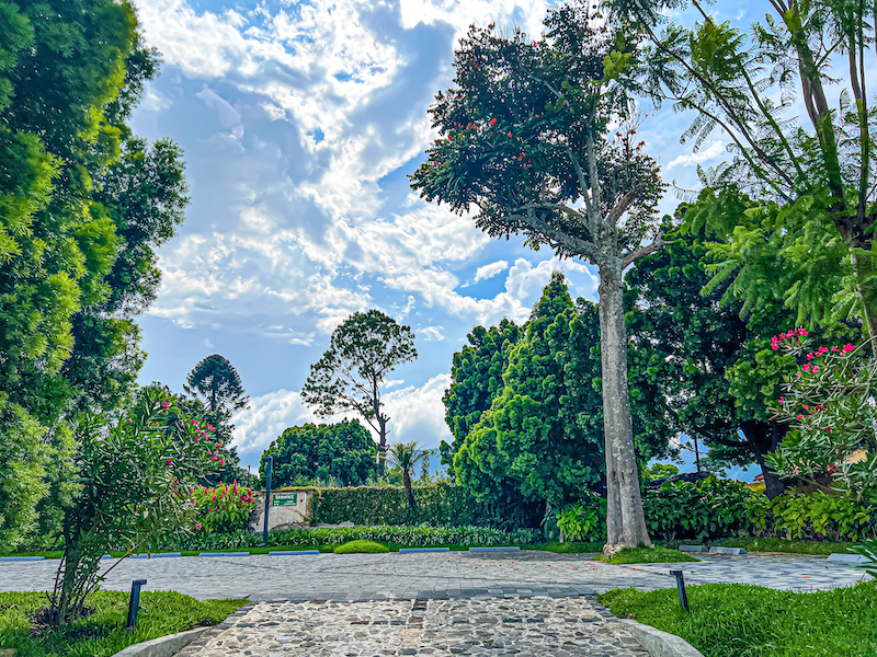 The Green Side of Antigua