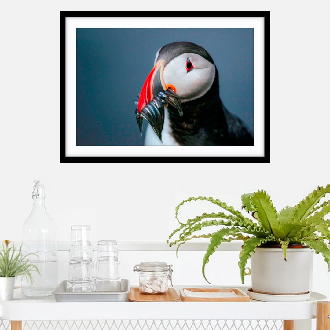 Puffin portrait, Iceland - 2