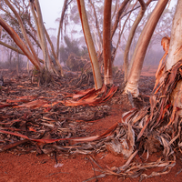 Western Woodlands