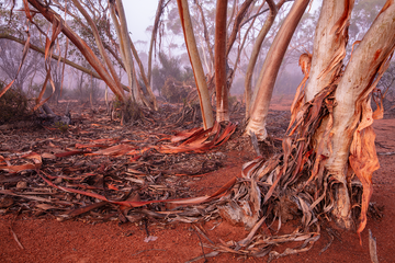 Western Woodlands