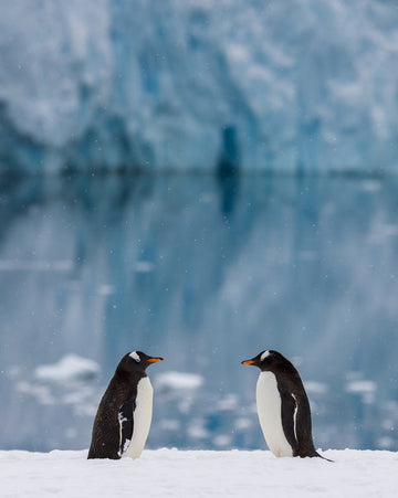 Penguin Pair - 1