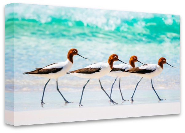 Red Necked Avocets, Western Australia - 3