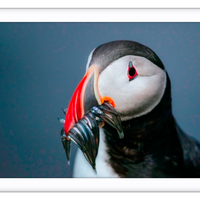 Puffin portrait, Iceland - 5
