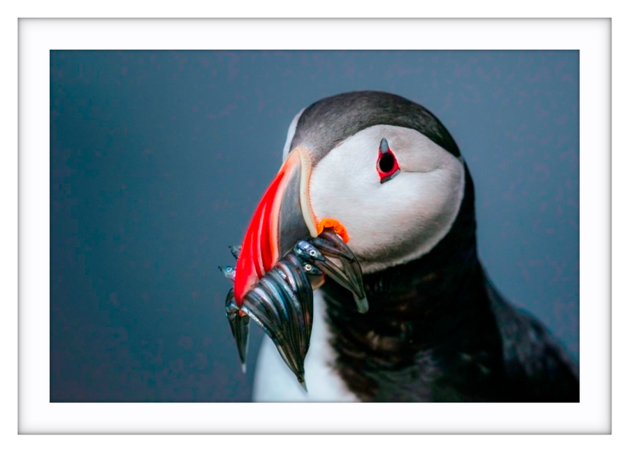 Puffin portrait, Iceland - 5