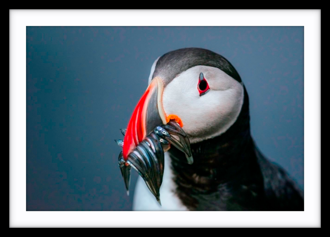 Puffin portrait, Iceland - 3