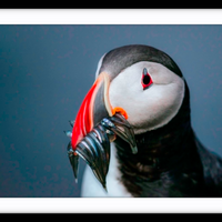 Puffin portrait, Iceland - 3