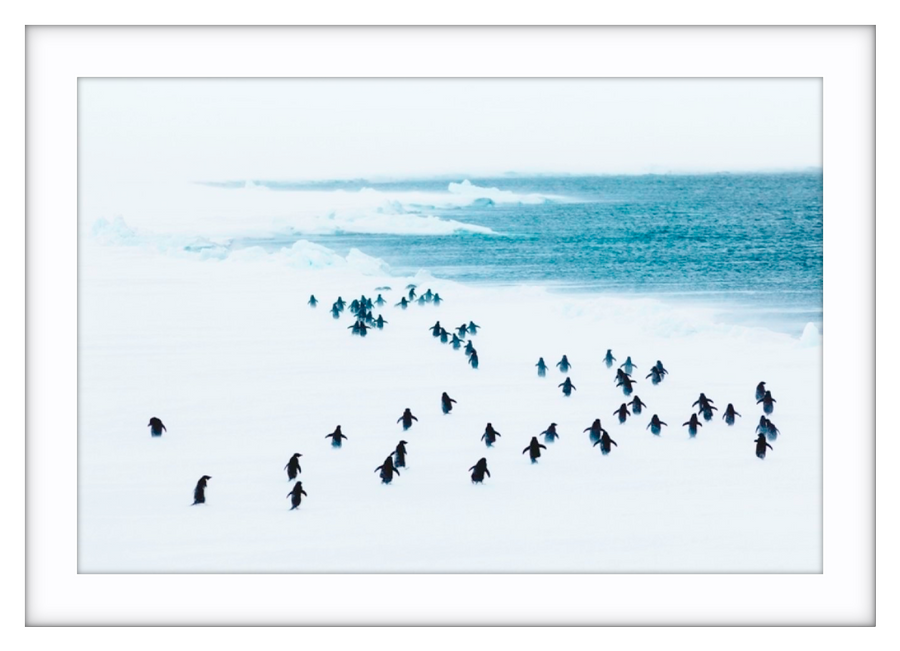 Penguins in a storm, Antarctica - 4